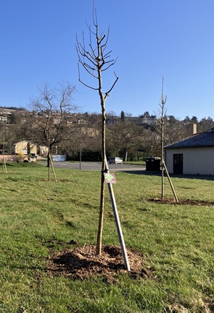 Plantation arbres
